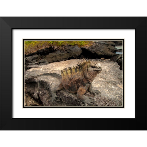 Ugly marine iguana on Fernandina Island was the model for the Godzilla movies. Black Modern Wood Framed Art Print with Double Matting by Sederquist, Betty
