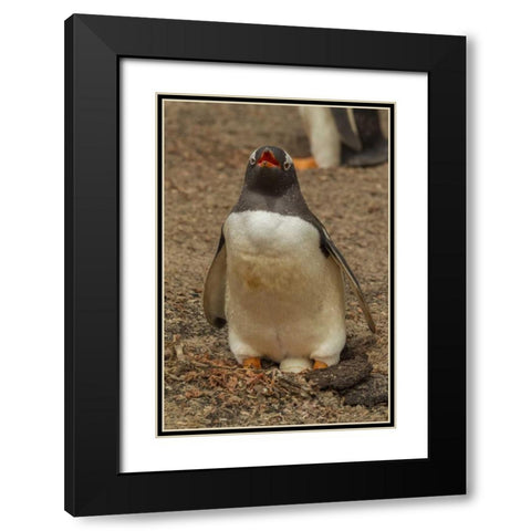 Saunders Isl, Gentoo penguin with egg Black Modern Wood Framed Art Print with Double Matting by Illg, Cathy and Gordon