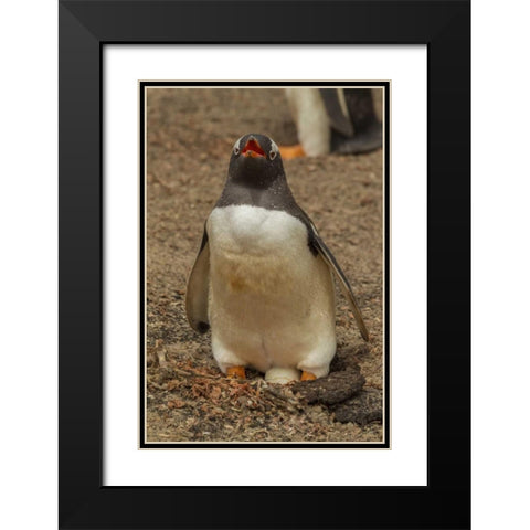 Saunders Isl, Gentoo penguin with egg Black Modern Wood Framed Art Print with Double Matting by Illg, Cathy and Gordon