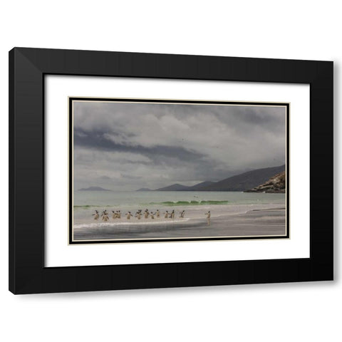 Saunders Island Gentoo penguins coming ashore Black Modern Wood Framed Art Print with Double Matting by Illg, Cathy and Gordon