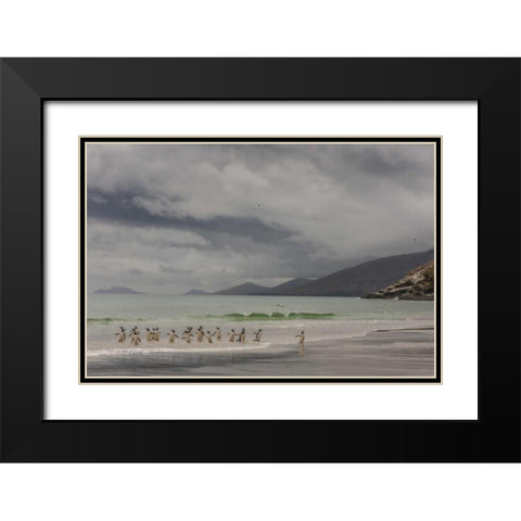 Saunders Island Gentoo penguins coming ashore Black Modern Wood Framed Art Print with Double Matting by Illg, Cathy and Gordon