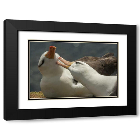 Saunders Island Black-browed albatross courtship Black Modern Wood Framed Art Print with Double Matting by Illg, Cathy and Gordon
