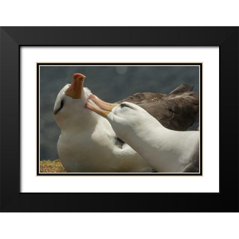 Saunders Island Black-browed albatross courtship Black Modern Wood Framed Art Print with Double Matting by Illg, Cathy and Gordon