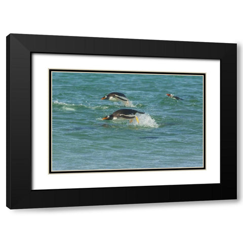 Sea Lion Island Gentoo penguins porpoising Black Modern Wood Framed Art Print with Double Matting by Illg, Cathy and Gordon