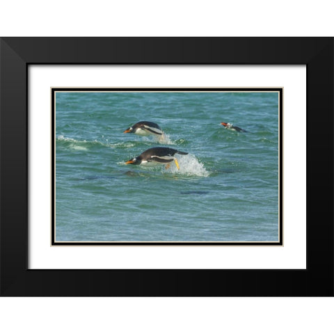 Sea Lion Island Gentoo penguins porpoising Black Modern Wood Framed Art Print with Double Matting by Illg, Cathy and Gordon
