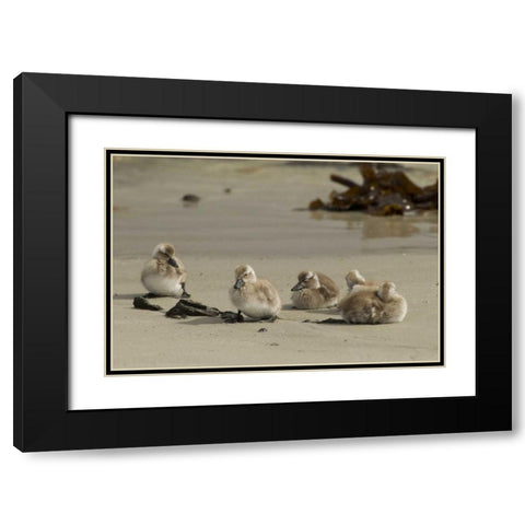 Carcass Island Steamer duck ducklings on beach Black Modern Wood Framed Art Print with Double Matting by Illg, Cathy and Gordon