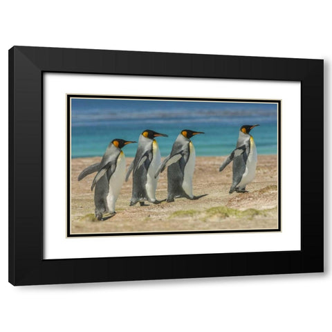 East Falkland King penguins walking Black Modern Wood Framed Art Print with Double Matting by Illg, Cathy and Gordon