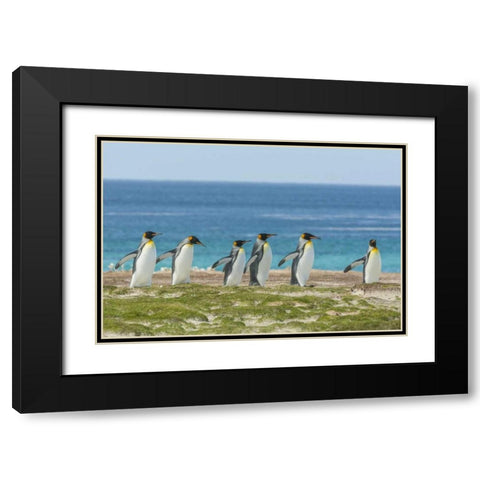 East Falkland King penguins walking Black Modern Wood Framed Art Print with Double Matting by Illg, Cathy and Gordon