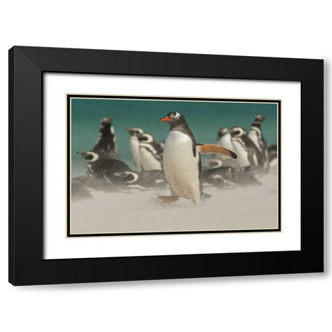 Bleaker Island Gentoo penguins and blowing sand Black Modern Wood Framed Art Print with Double Matting by Illg, Cathy and Gordon