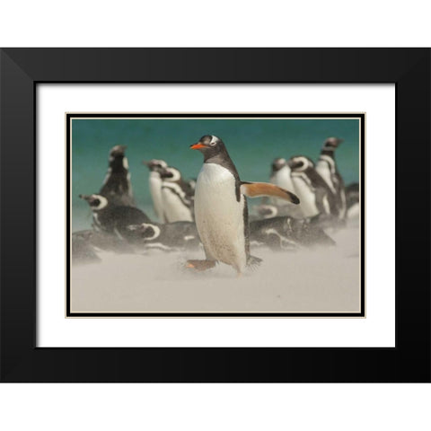Bleaker Island Gentoo penguins and blowing sand Black Modern Wood Framed Art Print with Double Matting by Illg, Cathy and Gordon