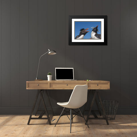 Bleaker Island Rockhopper penguins greeting Black Modern Wood Framed Art Print with Double Matting by Illg, Cathy and Gordon