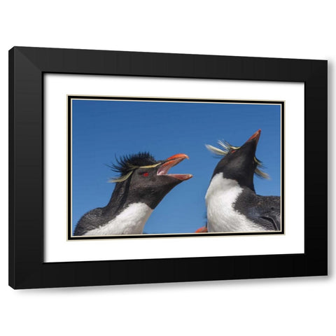 Bleaker Island Rockhopper penguins greeting Black Modern Wood Framed Art Print with Double Matting by Illg, Cathy and Gordon