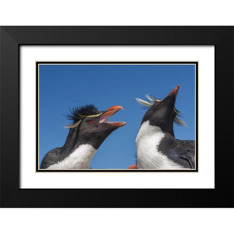 Bleaker Island Rockhopper penguins greeting Black Modern Wood Framed Art Print with Double Matting by Illg, Cathy and Gordon