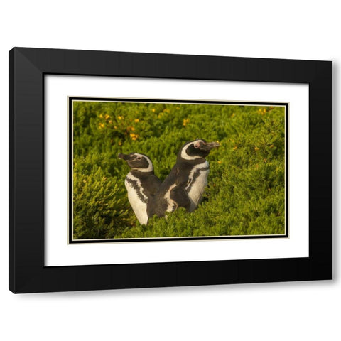 Carcass Island Magellanic penguins Black Modern Wood Framed Art Print with Double Matting by Illg, Cathy and Gordon