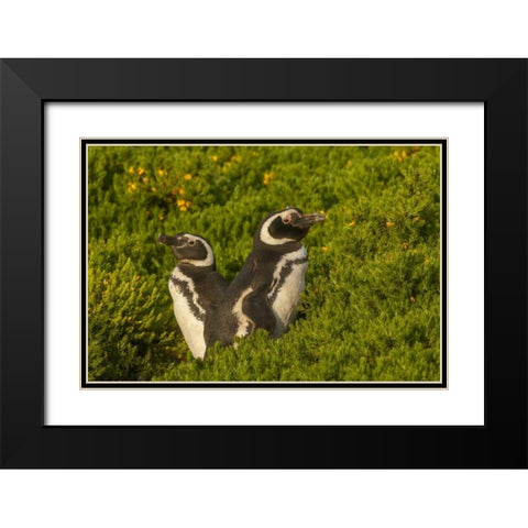 Carcass Island Magellanic penguins Black Modern Wood Framed Art Print with Double Matting by Illg, Cathy and Gordon