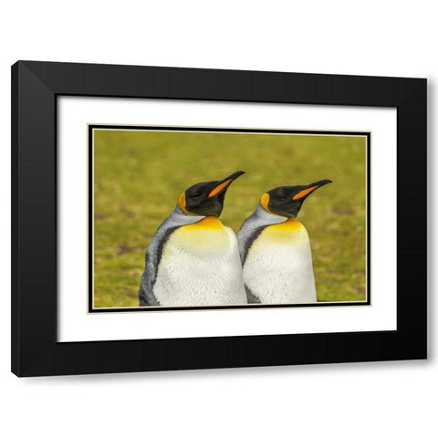 East Falkland Pair of king penguins Black Modern Wood Framed Art Print with Double Matting by Illg, Cathy and Gordon