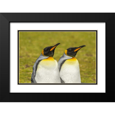 East Falkland Pair of king penguins Black Modern Wood Framed Art Print with Double Matting by Illg, Cathy and Gordon