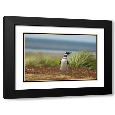 Sea Lion Island Solitary Magellanic penguin Black Modern Wood Framed Art Print with Double Matting by Illg, Cathy and Gordon