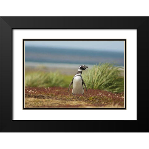 Sea Lion Island Solitary Magellanic penguin Black Modern Wood Framed Art Print with Double Matting by Illg, Cathy and Gordon