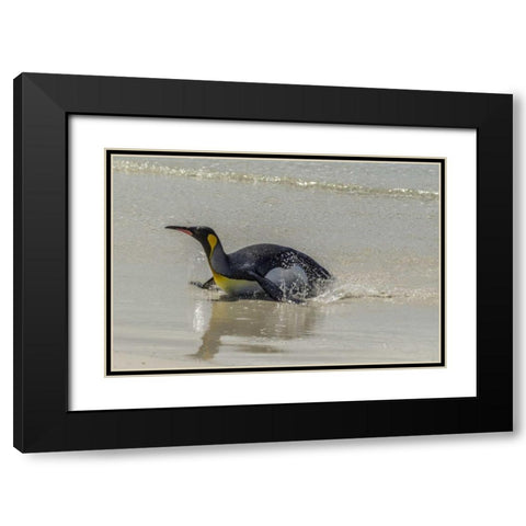 East Falkland King penguin on beach Black Modern Wood Framed Art Print with Double Matting by Illg, Cathy and Gordon
