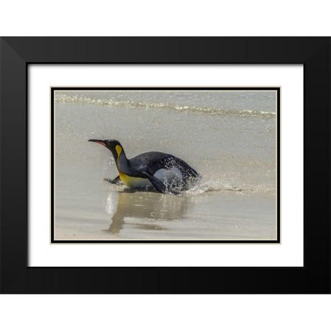 East Falkland King penguin on beach Black Modern Wood Framed Art Print with Double Matting by Illg, Cathy and Gordon