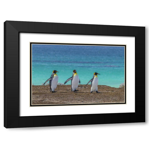 East Falkland King penguins walking Black Modern Wood Framed Art Print with Double Matting by Illg, Cathy and Gordon