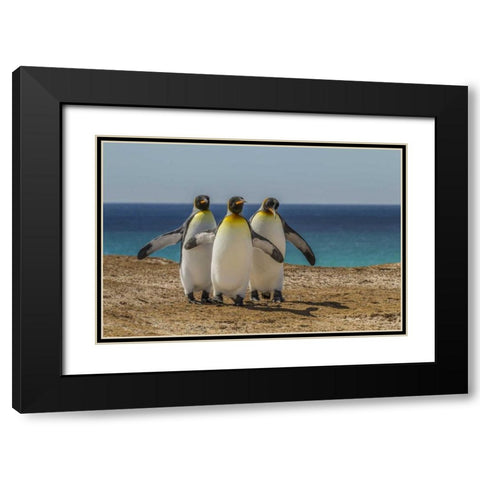 East Falkland, Volunteer Point King penguins Black Modern Wood Framed Art Print with Double Matting by Illg, Cathy and Gordon
