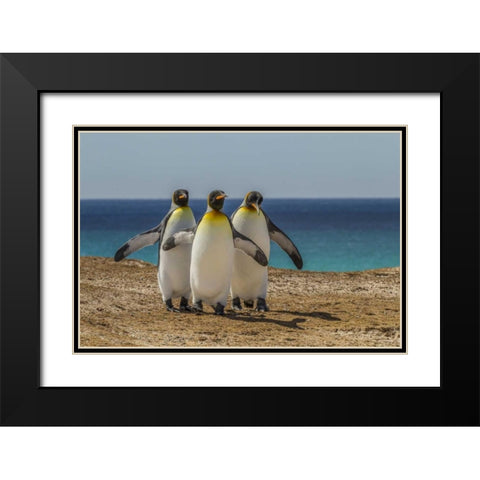 East Falkland, Volunteer Point King penguins Black Modern Wood Framed Art Print with Double Matting by Illg, Cathy and Gordon