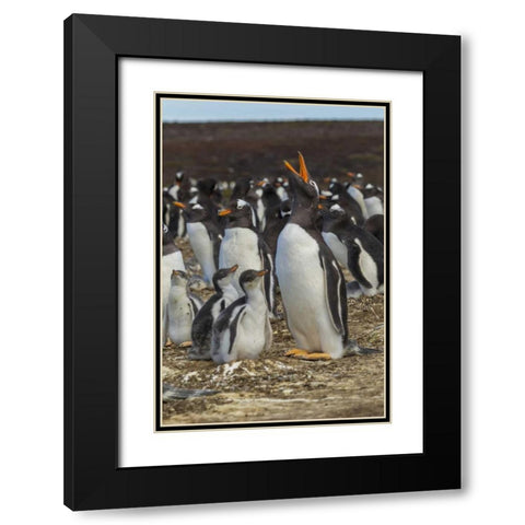 East Falkland Gentoo penguin colony Black Modern Wood Framed Art Print with Double Matting by Illg, Cathy and Gordon