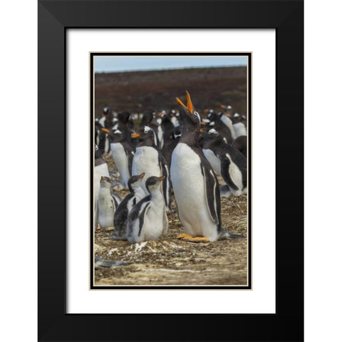 East Falkland Gentoo penguin colony Black Modern Wood Framed Art Print with Double Matting by Illg, Cathy and Gordon