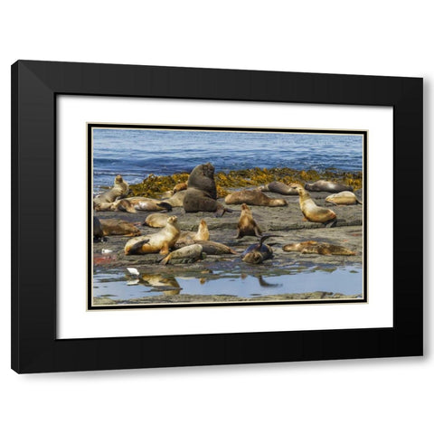 Bleaker Island Southern sea lions near water Black Modern Wood Framed Art Print with Double Matting by Illg, Cathy and Gordon