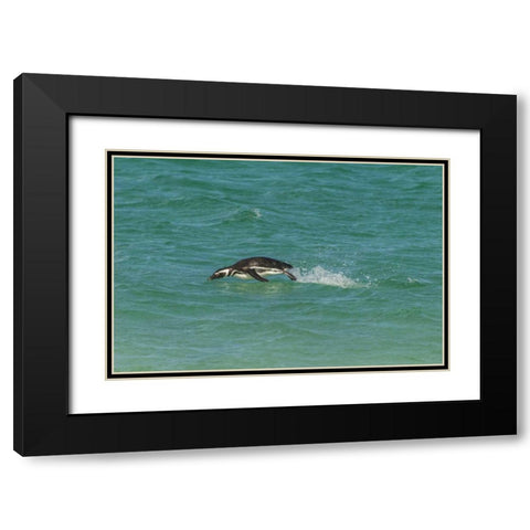 Bleaker Island Magellanic penguin breaching Black Modern Wood Framed Art Print with Double Matting by Illg, Cathy and Gordon