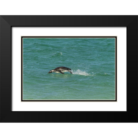 Bleaker Island Magellanic penguin breaching Black Modern Wood Framed Art Print with Double Matting by Illg, Cathy and Gordon