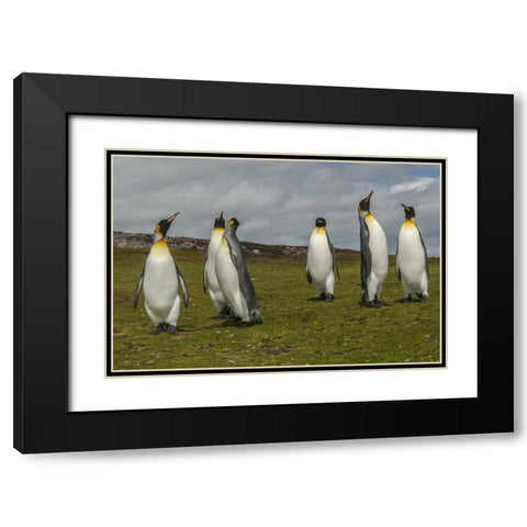 East Falkland Members of king penguin colony Black Modern Wood Framed Art Print with Double Matting by Illg, Cathy and Gordon