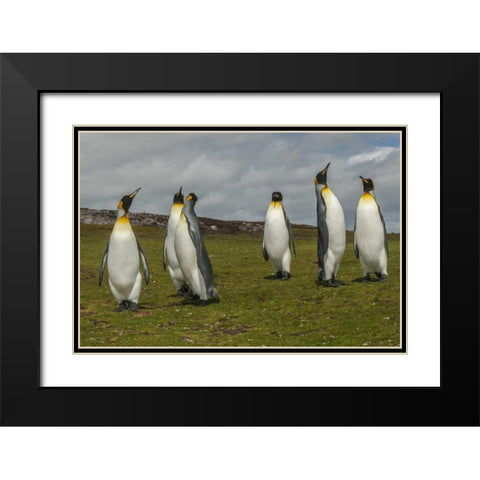 East Falkland Members of king penguin colony Black Modern Wood Framed Art Print with Double Matting by Illg, Cathy and Gordon