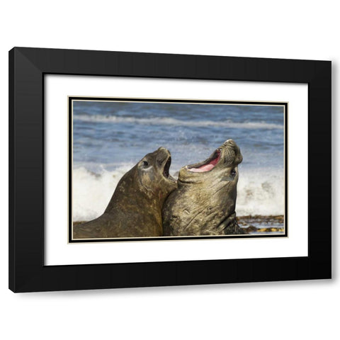 Sea Lion Island Southern elephant seals fighting Black Modern Wood Framed Art Print with Double Matting by Illg, Cathy and Gordon