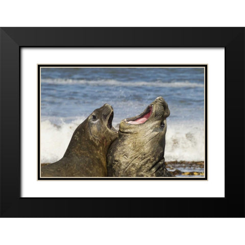 Sea Lion Island Southern elephant seals fighting Black Modern Wood Framed Art Print with Double Matting by Illg, Cathy and Gordon