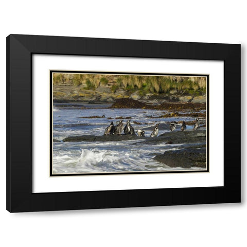 Sea Lion Island Magellanic penguins and surf Black Modern Wood Framed Art Print with Double Matting by Illg, Cathy and Gordon