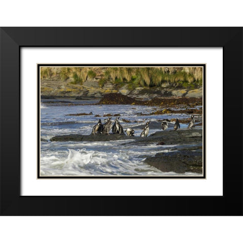 Sea Lion Island Magellanic penguins and surf Black Modern Wood Framed Art Print with Double Matting by Illg, Cathy and Gordon