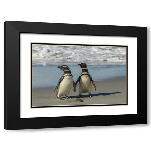 Sea Lion Island Magellanic penguins on beach Black Modern Wood Framed Art Print with Double Matting by Illg, Cathy and Gordon