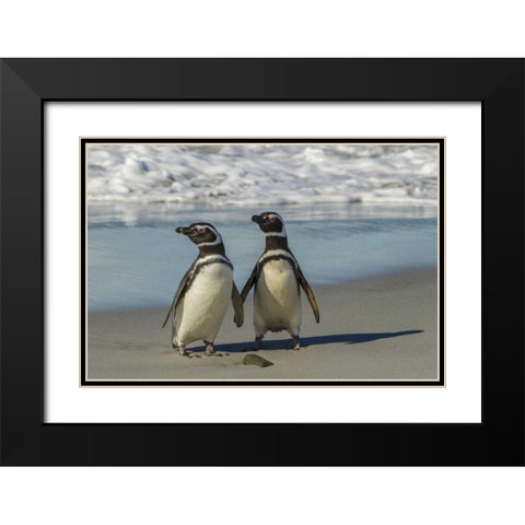 Sea Lion Island Magellanic penguins on beach Black Modern Wood Framed Art Print with Double Matting by Illg, Cathy and Gordon