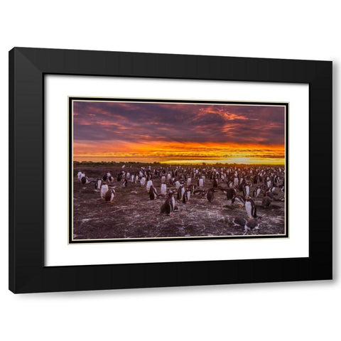 Sea Lion Island Gentoo penguins colony at sunset Black Modern Wood Framed Art Print with Double Matting by Illg, Cathy and Gordon
