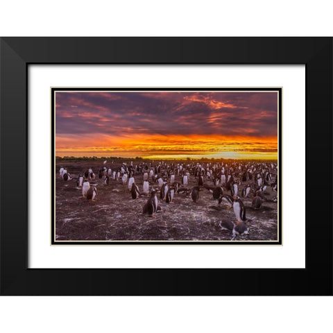 Sea Lion Island Gentoo penguins colony at sunset Black Modern Wood Framed Art Print with Double Matting by Illg, Cathy and Gordon