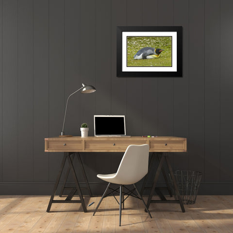 East Falkland King penguin lying on grass Black Modern Wood Framed Art Print with Double Matting by Illg, Cathy and Gordon