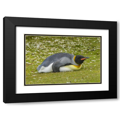 East Falkland King penguin lying on grass Black Modern Wood Framed Art Print with Double Matting by Illg, Cathy and Gordon