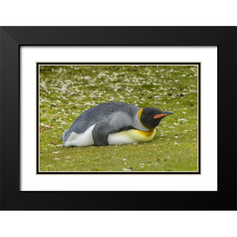 East Falkland King penguin lying on grass Black Modern Wood Framed Art Print with Double Matting by Illg, Cathy and Gordon