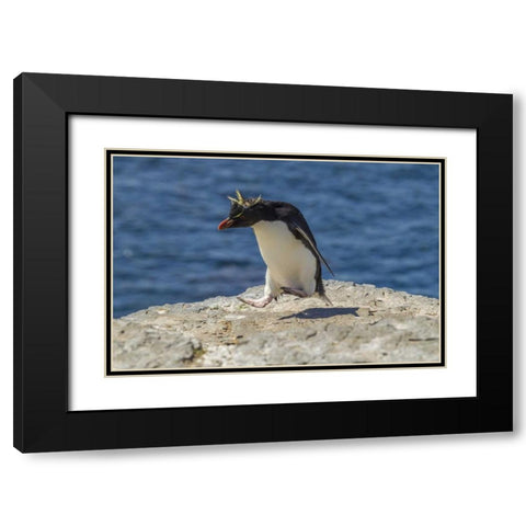 Bleaker Island Rockhopper penguin hopping Black Modern Wood Framed Art Print with Double Matting by Illg, Cathy and Gordon