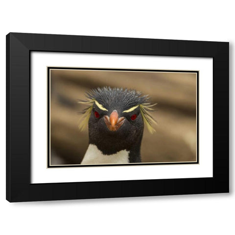 Saunders Island Rockhopper penguin portrait Black Modern Wood Framed Art Print with Double Matting by Illg, Cathy and Gordon