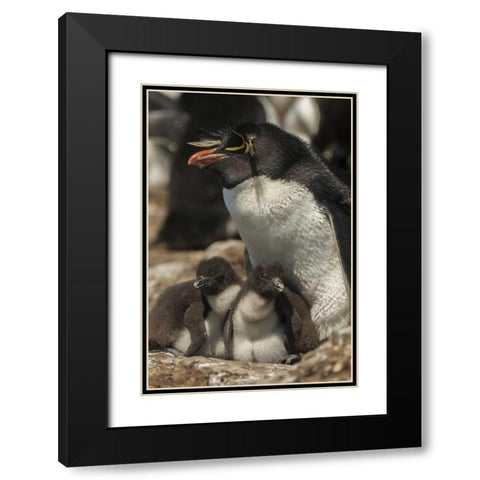 Bleaker Island Rockhopper penguin and chicks Black Modern Wood Framed Art Print with Double Matting by Illg, Cathy and Gordon