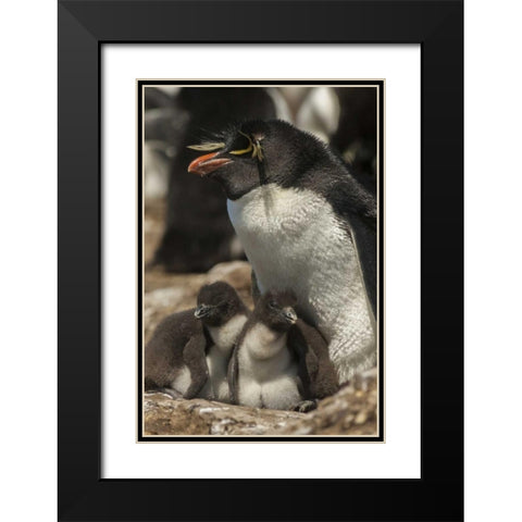 Bleaker Island Rockhopper penguin and chicks Black Modern Wood Framed Art Print with Double Matting by Illg, Cathy and Gordon